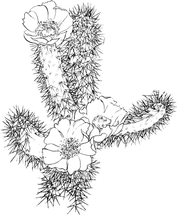 prickly cactus