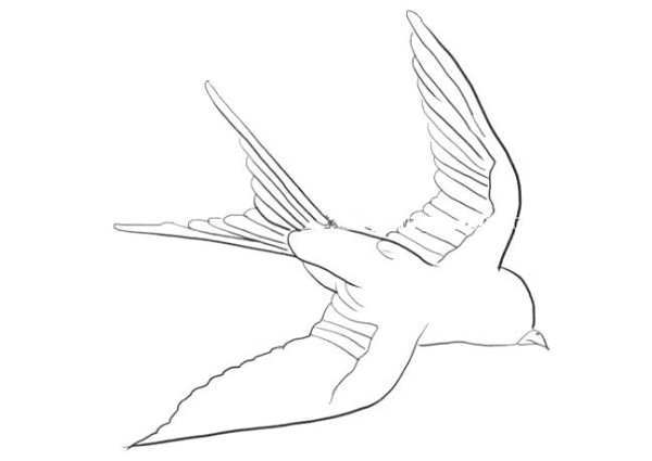 Illustration of steps to draw a little swallow in simple strokes