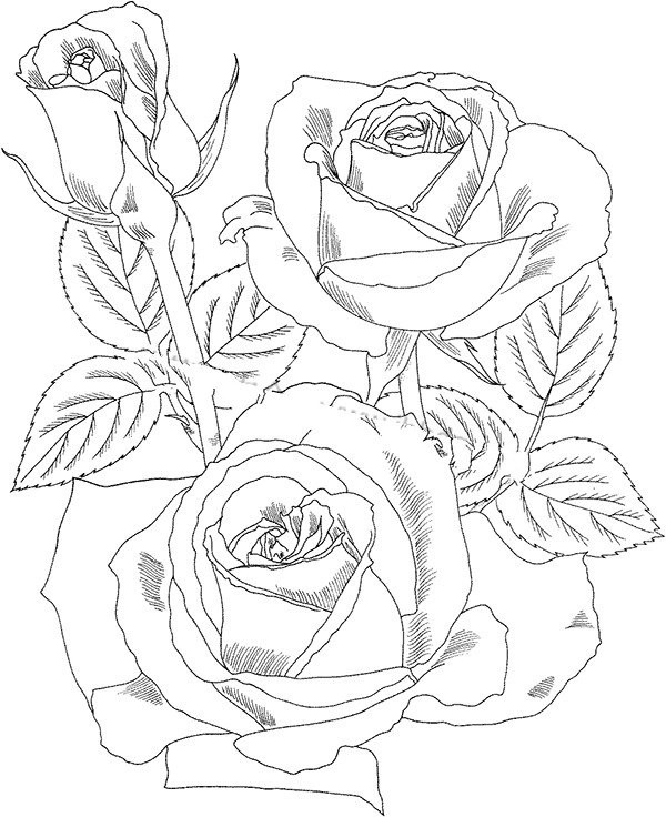 A complete collection of simple rose drawing methods