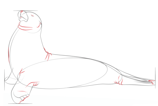 How to Draw a Sea Lion