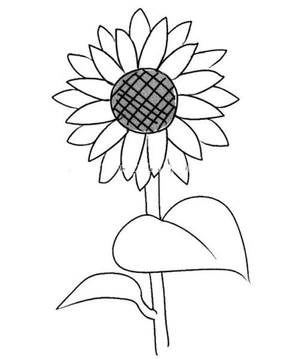 Autumn Flowers Sunflower Simple Drawing Tutorial