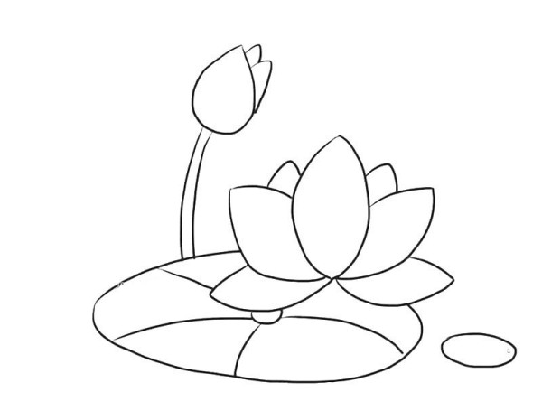 blooming lotus