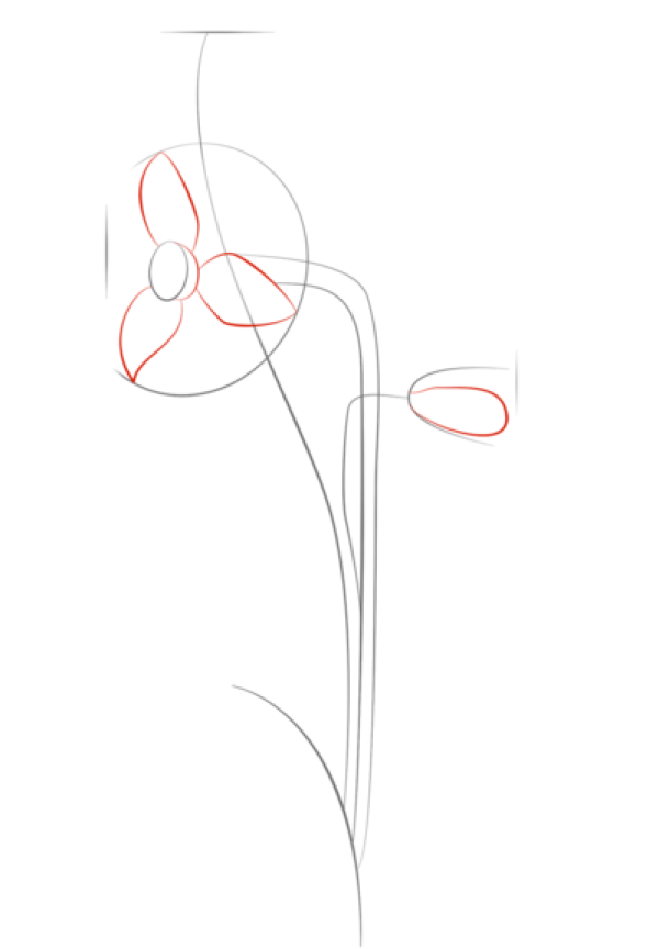 How to Draw Daffodils