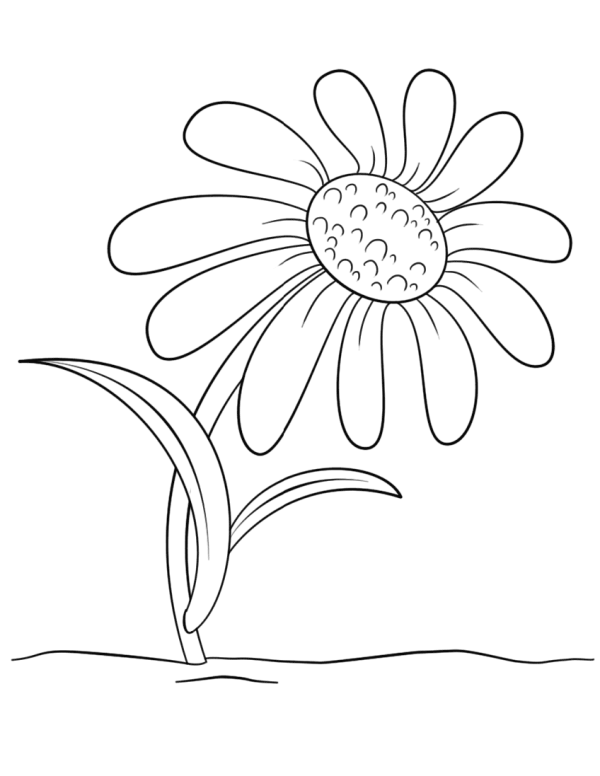 How to draw simple chrysanthemums for children