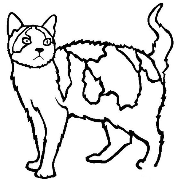 Cat Pictures American Wirehaired Cat Simple Drawing