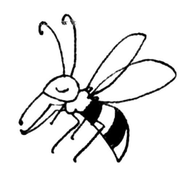 Simple drawing tutorial of drag-footed bee