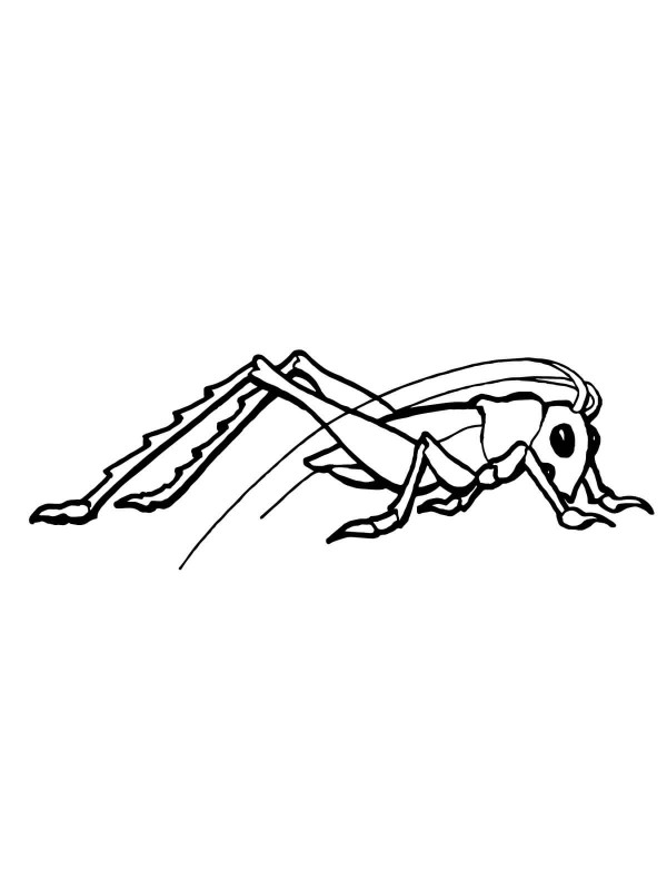 Insect simple drawing grasshopper