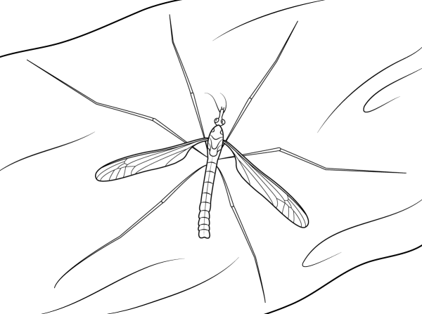 Simple mosquito sketch