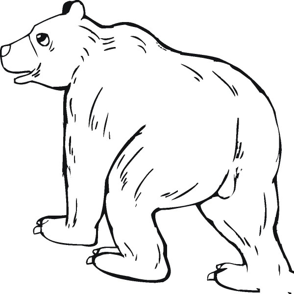 Grizzly Bear Simple Drawing