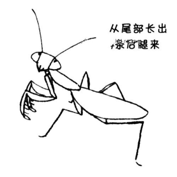 Mantis simple drawing tutorial