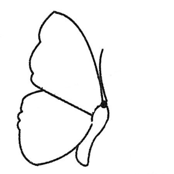 A complete collection of simple butterfly drawing pictures and drawing steps