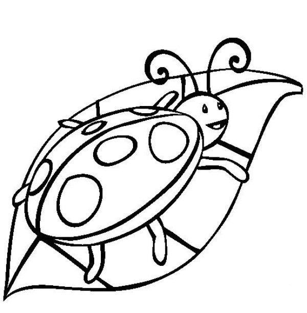 Insect pictures ladybug simple drawing pictures