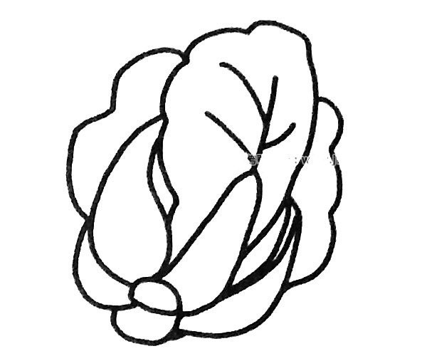 Learn to draw Chinese cabbage in four steps