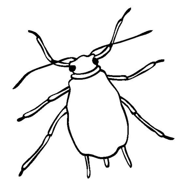 Insect Pictures Aphid Simple Drawing Picture