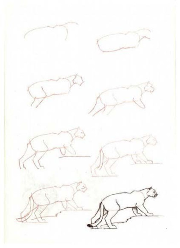 Simple drawing tutorial How to draw a lion in simple strokes