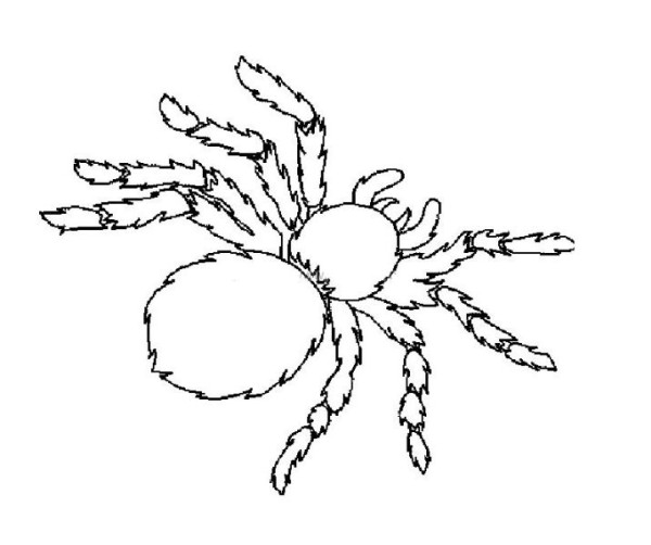 Scary spider sketch