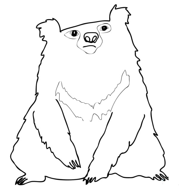 How to draw lazy bear in simple strokes