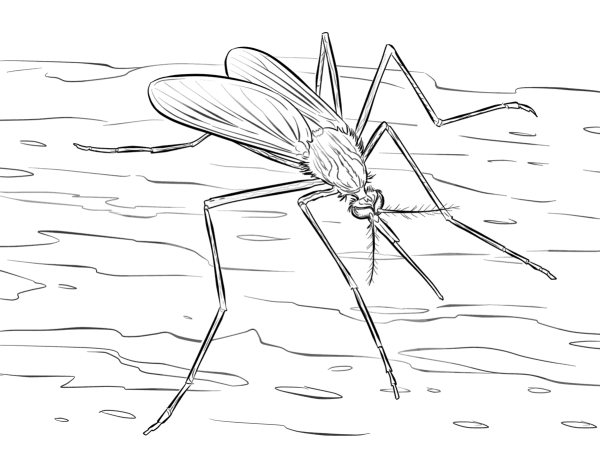 Learn to draw mosquitoes