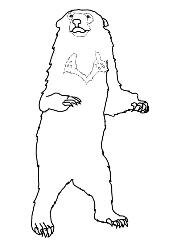 How to draw a sun bear in simple strokes