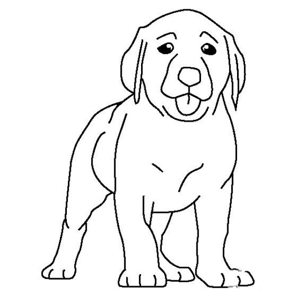 Labrador puppy simple drawing picture