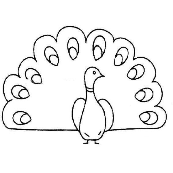 Four super simple drawings of peacocks spreading their wings