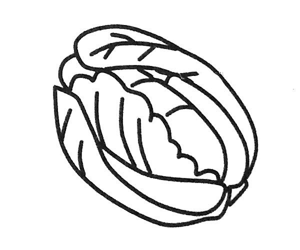 6 simple drawing pictures of cabbage