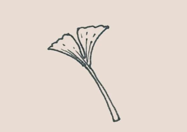 Simple drawing of ginkgo leaf