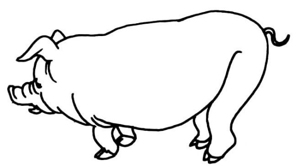 Complete collection of simple animal drawings, simple drawings of big fat pigs