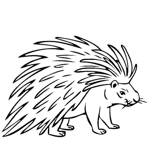 Simple drawings of wild animals, simple drawings of porcupines