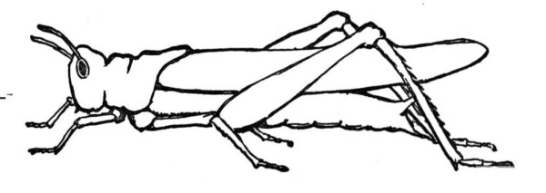 Draw the outline of a grasshopper