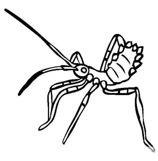 Insect Pictures Simple Drawing Pictures of Hunting Bugs