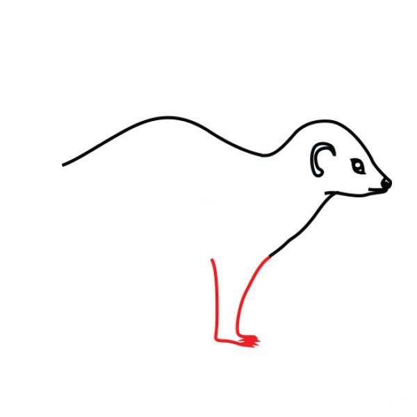 African weasel simple drawing tutorial