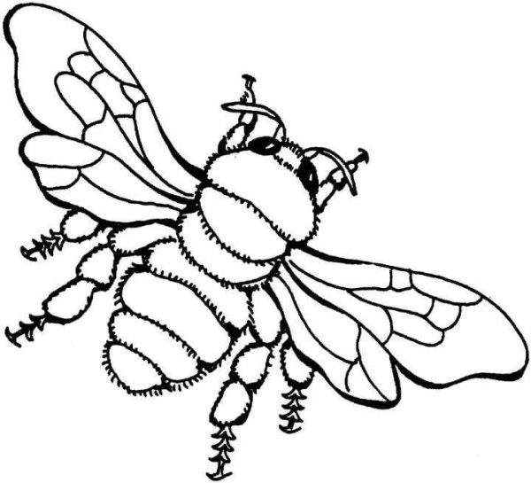 A complete collection of bee drawing methods