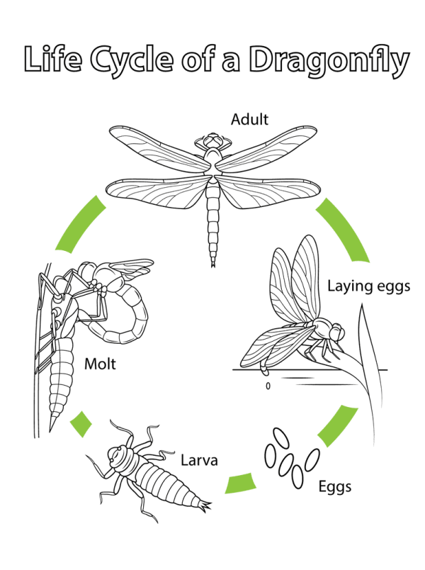 Dragonflys life