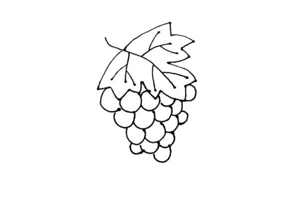 Learn to draw grapes easily