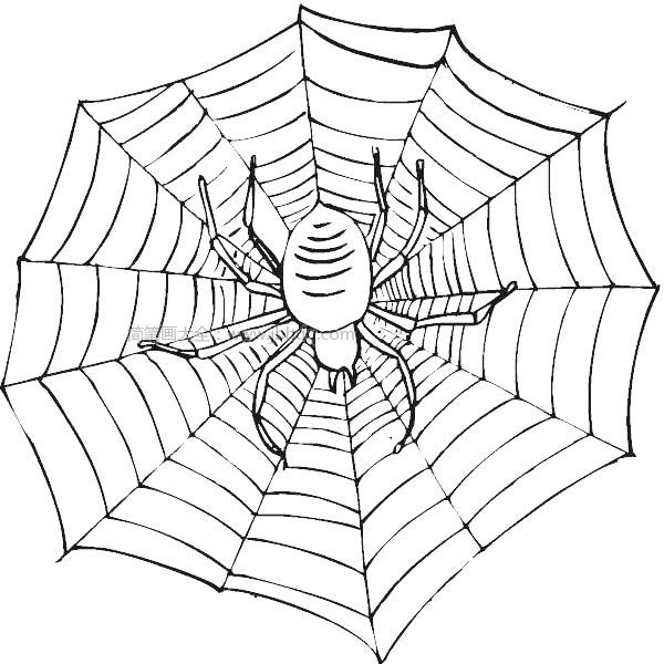 Simple drawing of a spider spinning a web