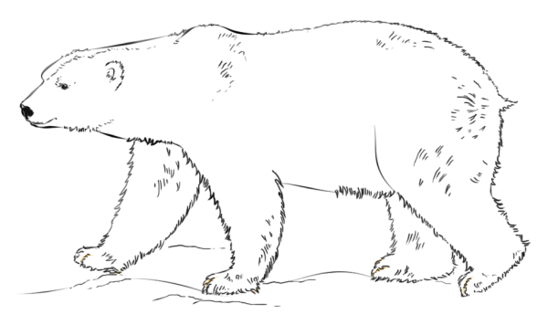 Learn to draw a polar bear with simple strokes