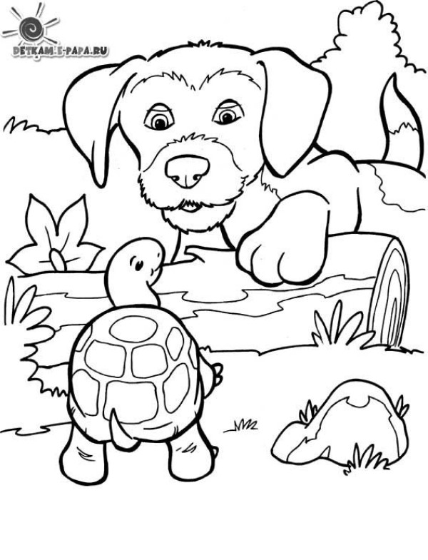 puppy and turtle