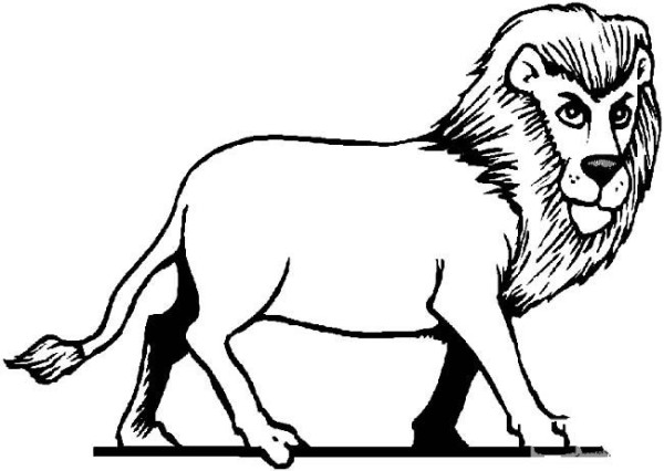 King of the Forest Lion Simple Drawing Picture