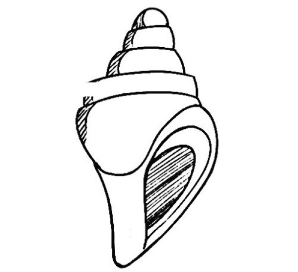 Conch cartoon simple strokes