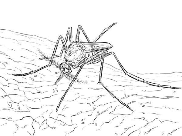 Mosquito-borne viruses