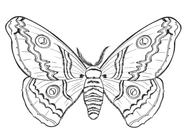 How to draw a butterfly