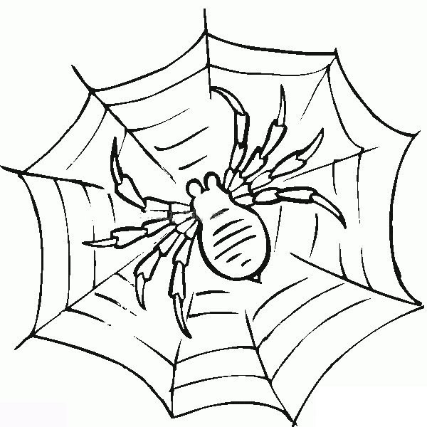 Simple drawing of a spider spinning a web