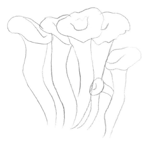 Drawing Techniques of Sketching Mushrooms