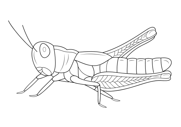 Cartoon grasshopper