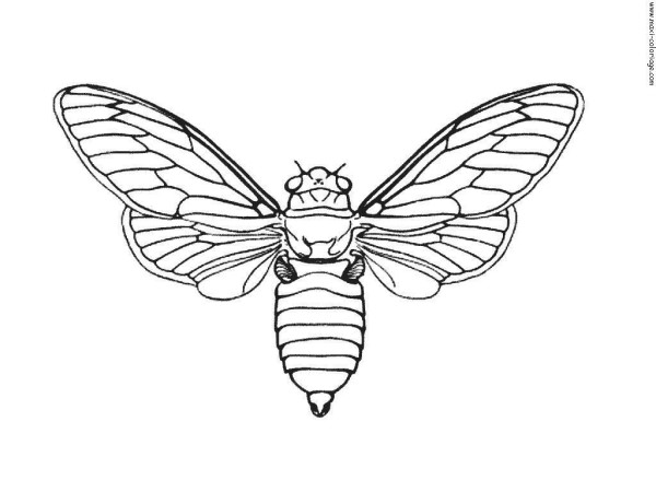 Bee with open wings