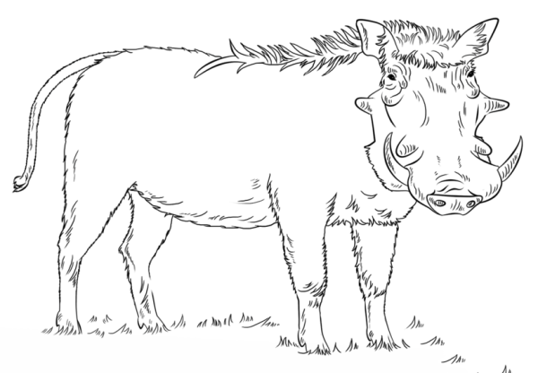 How to Draw a Warthog