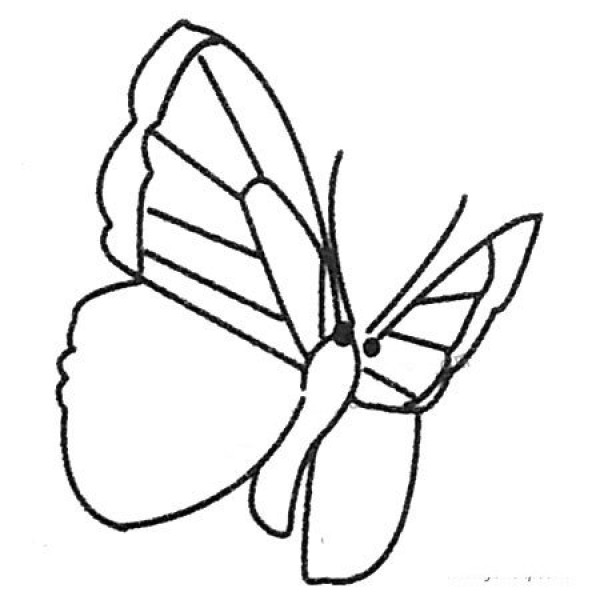 A complete collection of simple butterfly drawing pictures and drawing steps