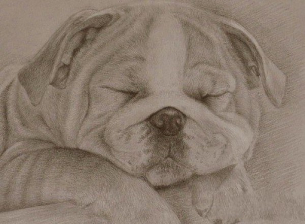 Childrens drawing of sleeping puppy