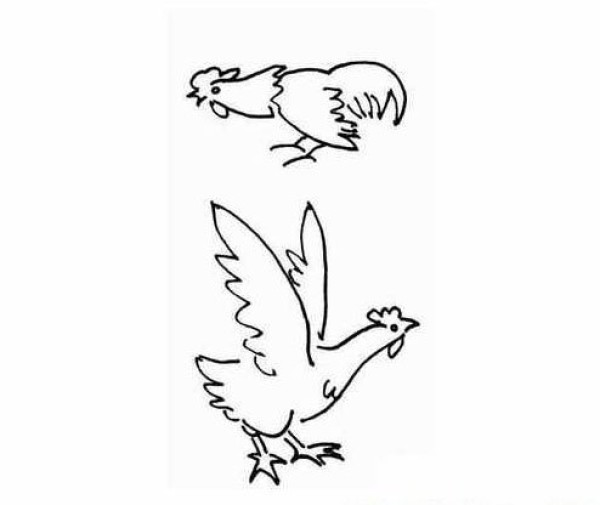 Complete collection of simple strokes of chicken